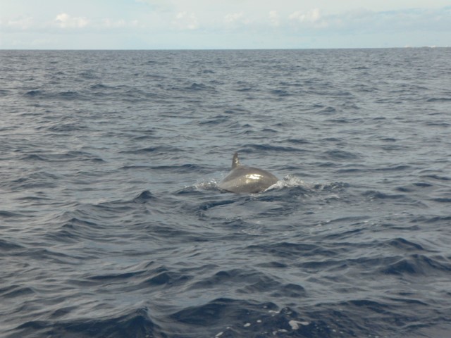 Dolphin showing us its tummy