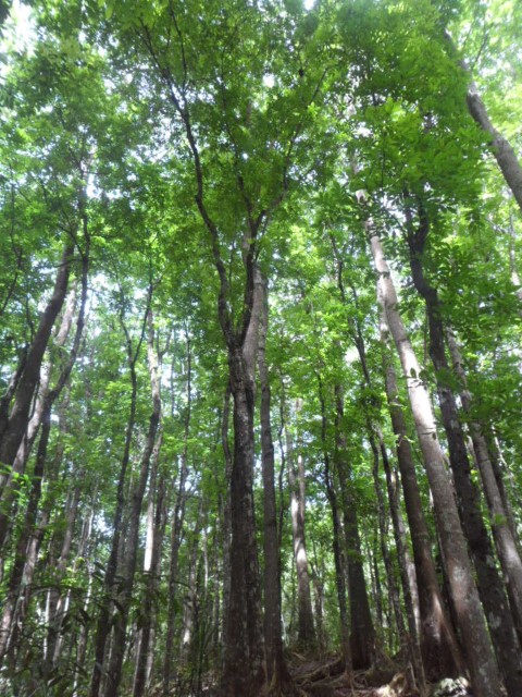Bohol Manmade forest 800ha
