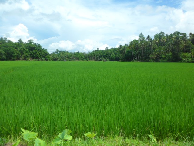 Rice fields Bohol one of the 2 main agriculture of bohol the other is fishing 4 sidelines include tyre recycling pottery jam making and bolo