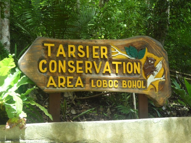  Tarsier conservation area Bohol