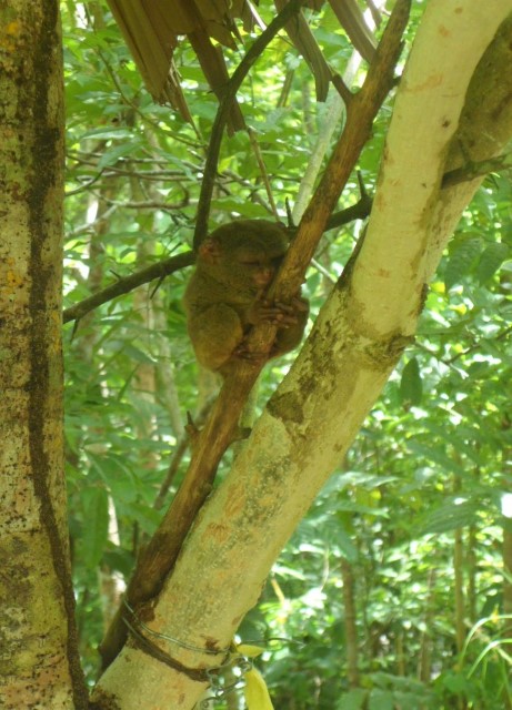 Tarsiers mate for only 3 to 5 seconds