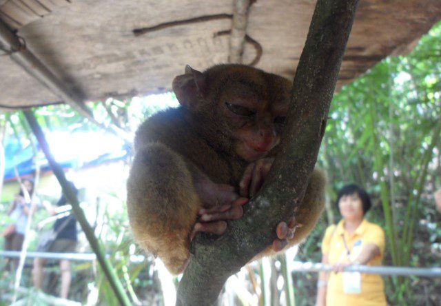 Close up of Tarsier in Bohol Tarsier Conservation Area