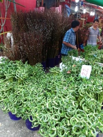 Decorative plants sold during Chinese New Year