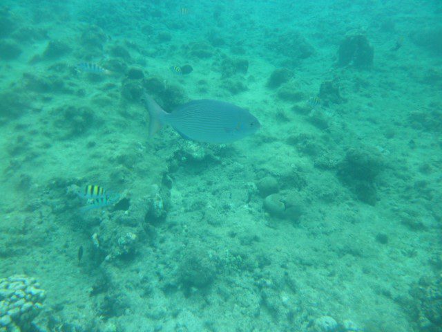 Snorkelling off Balicasag Island