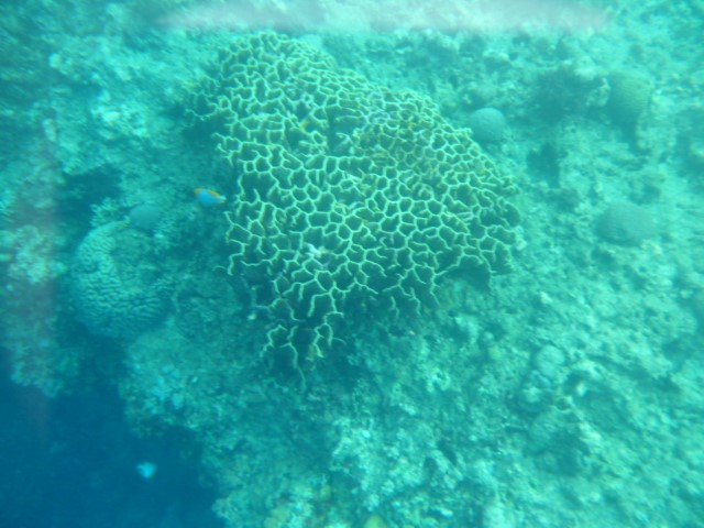 Snorkelling off Balicasag Island - Corals
