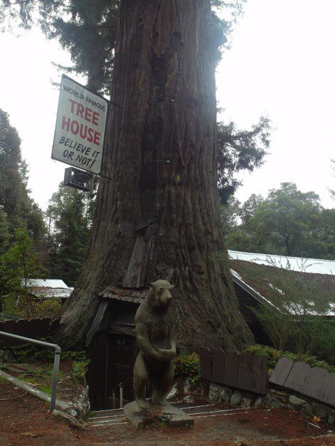 Huge tree house!