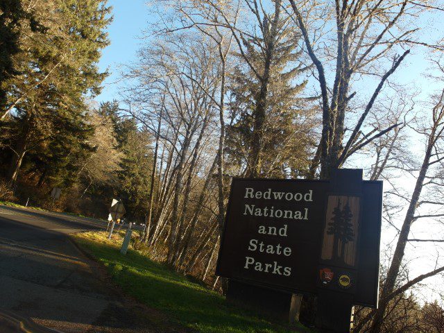 Through forests - where you'll smell the fresh redwoods (Redwood National and State Parks)