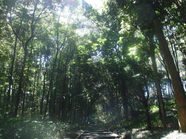 Lush greenery at the nature reserve