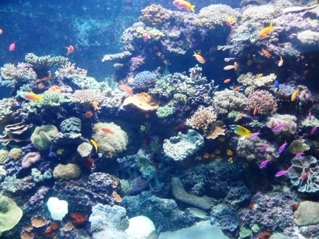 Brightly coloured fish among the corals