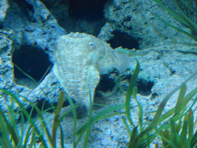 BroadClub Cuttlefish SEA Aquarium Singapore