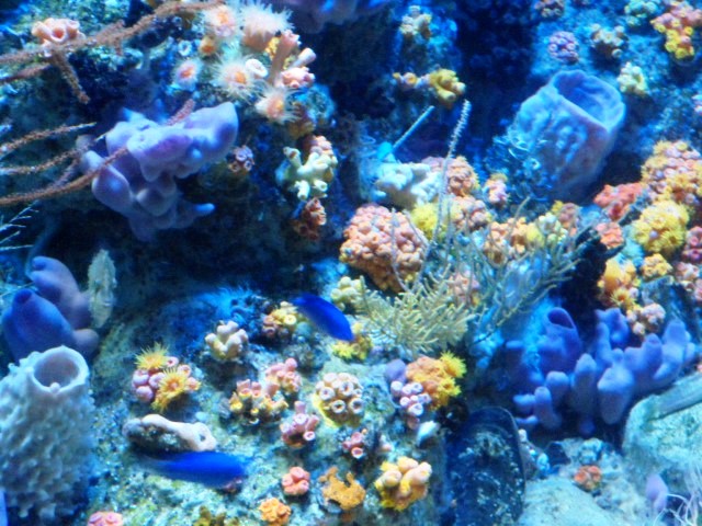 Corals SEA Aquarium Singapore