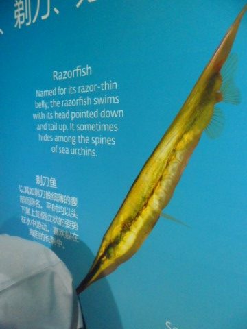 Description of the Razor Fish at SEA Aquarium Singapore