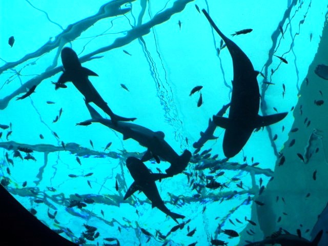 Hammerhead shark, silvertip shark and sandbar shark at SEA Aquarium Singapore