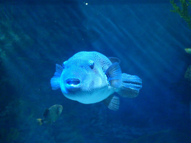 Huge stone looking fish SEA AQUARIUM SINGAPORE