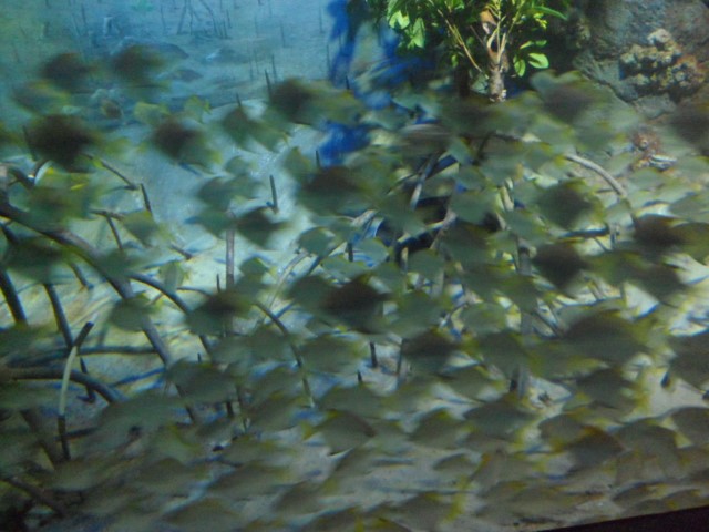 Intriguing School of Fish SEA Aquarium Singapore