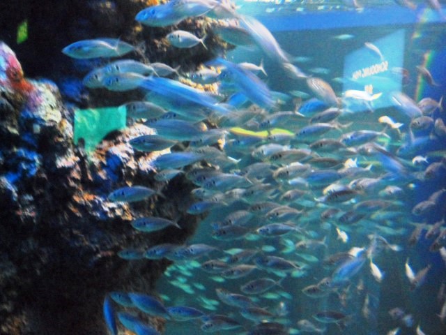 Intriguing School of Fish SEA Aquarium Singapore