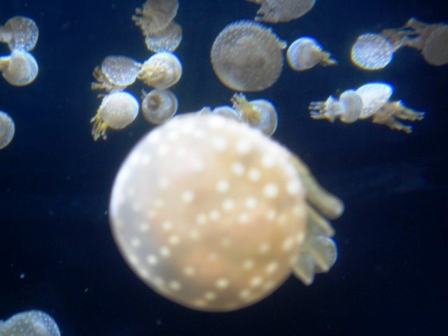 Jellyfish! (SEA Aquarium Singapore)