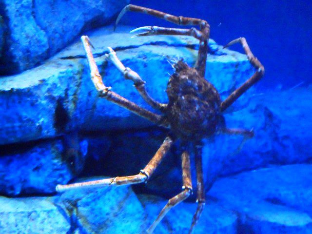 King Alaskan Crab! (SEA Aquarium Singapore)