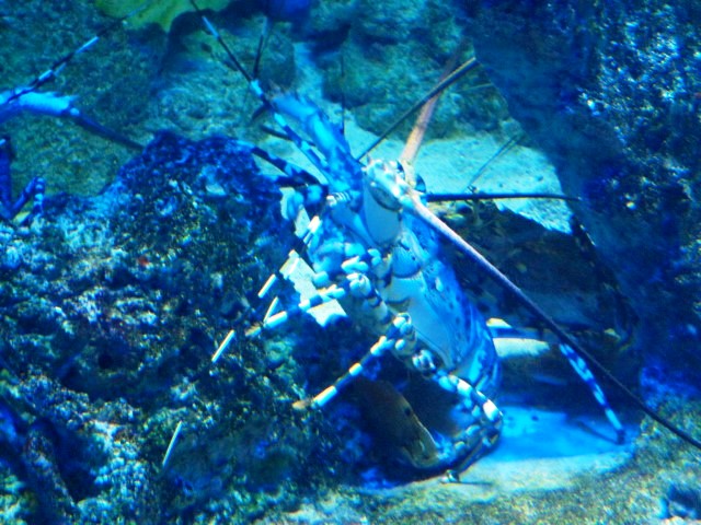 Ornate Spiny Lobster at the SEA Aquarium Singapore