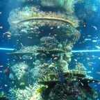 SEA aquarium