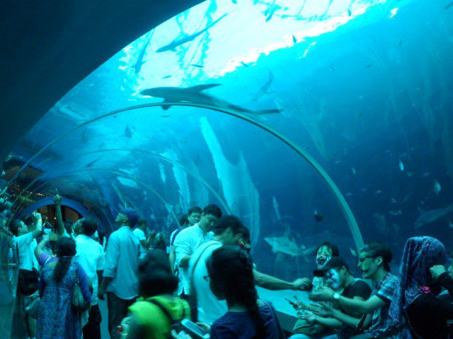 Shark Seas SEA Aquarium RWS Singapore