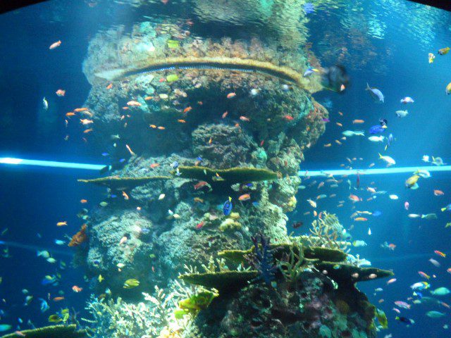 Vertical Fish Column at SEA Aquarium Singapore