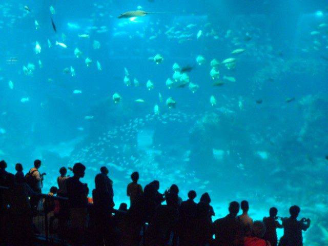 World’s Largest Window to the Ocean at SEA Aquarium Resorts World Sentosa Singapore