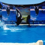 SeaWorld San Diego Killer Whale