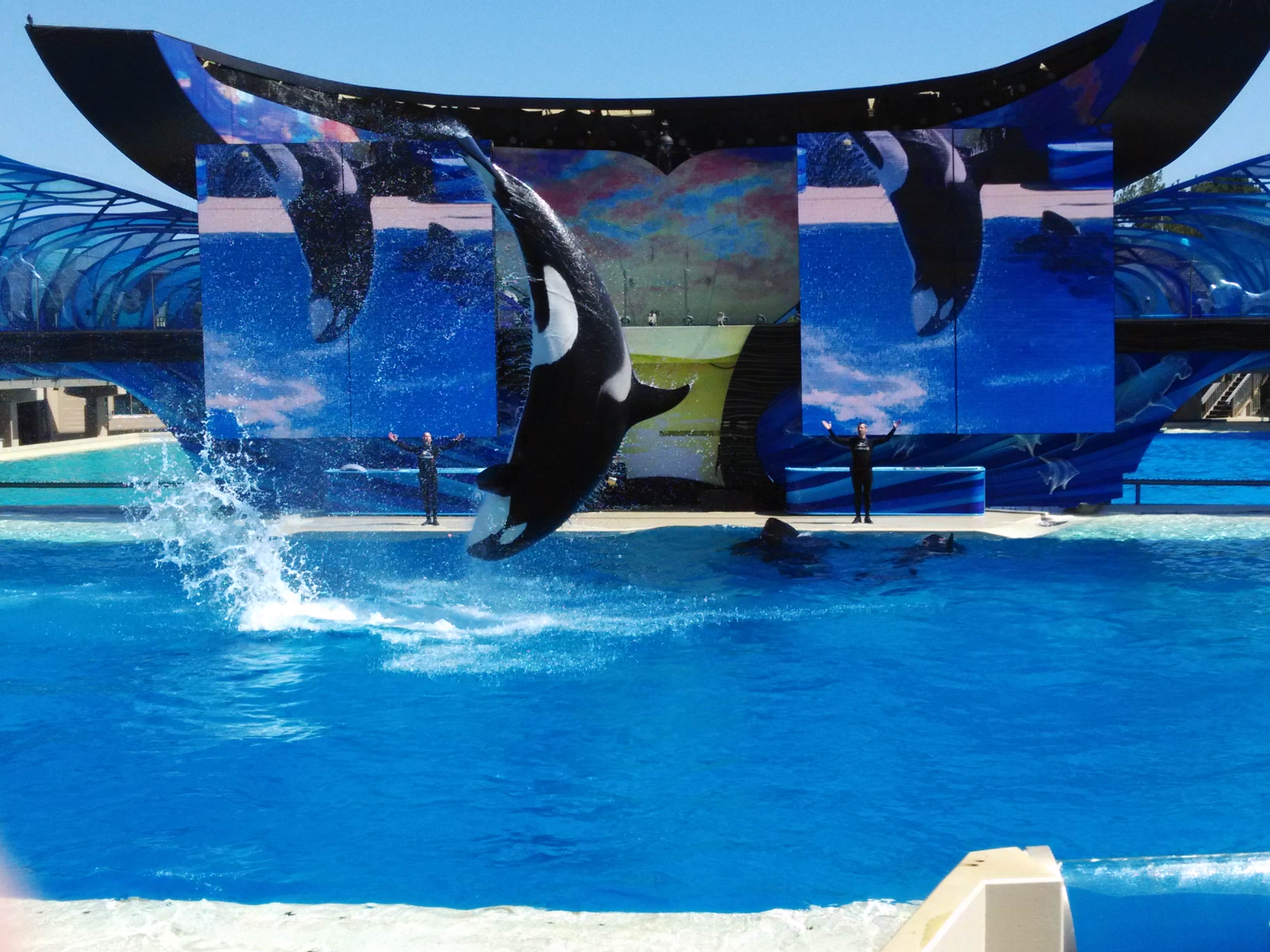 SeaWorld San Diego Killer Whale