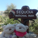 Sequoia National Park 2bearbear