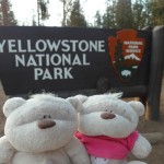 Yellowstone National Park 2bearbear