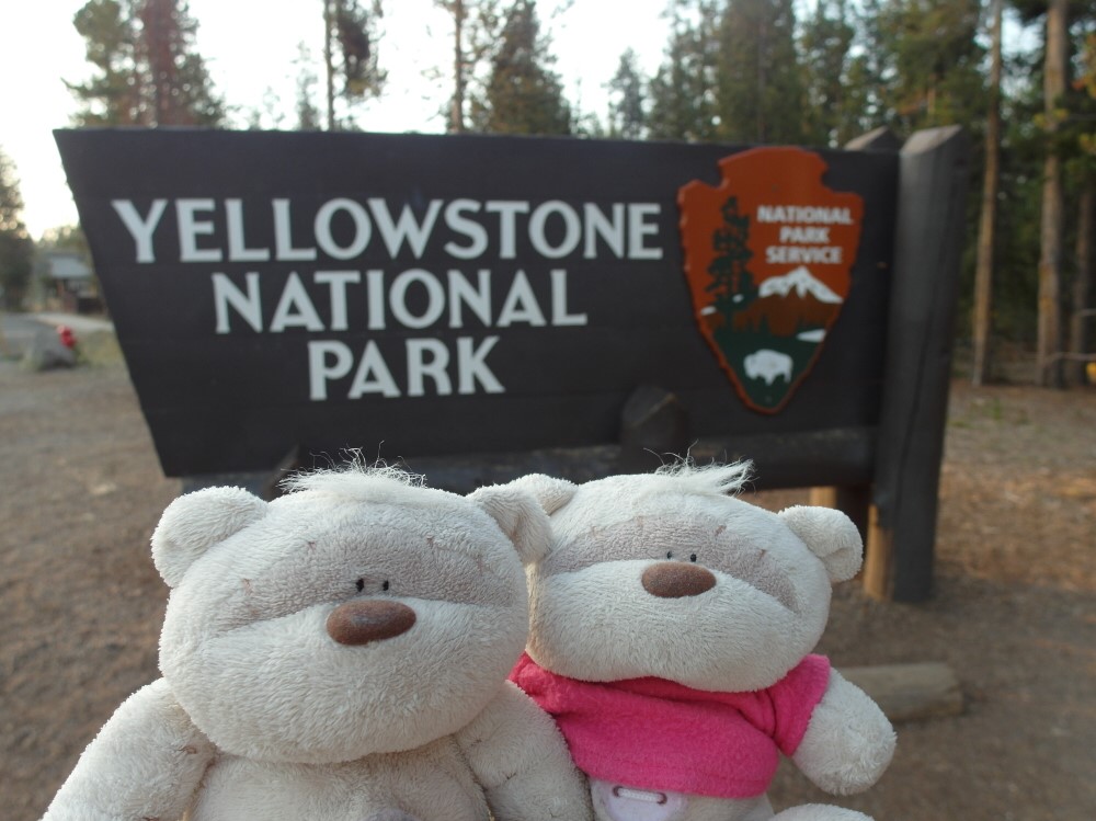 Yellowstone National Park 2bearbear