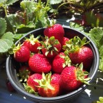 strawberry-farm gizdich