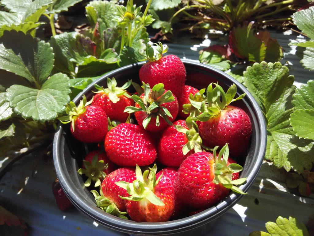 strawberry-farm gizdich