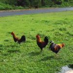 Chickens are everywhere on Kauai Island!