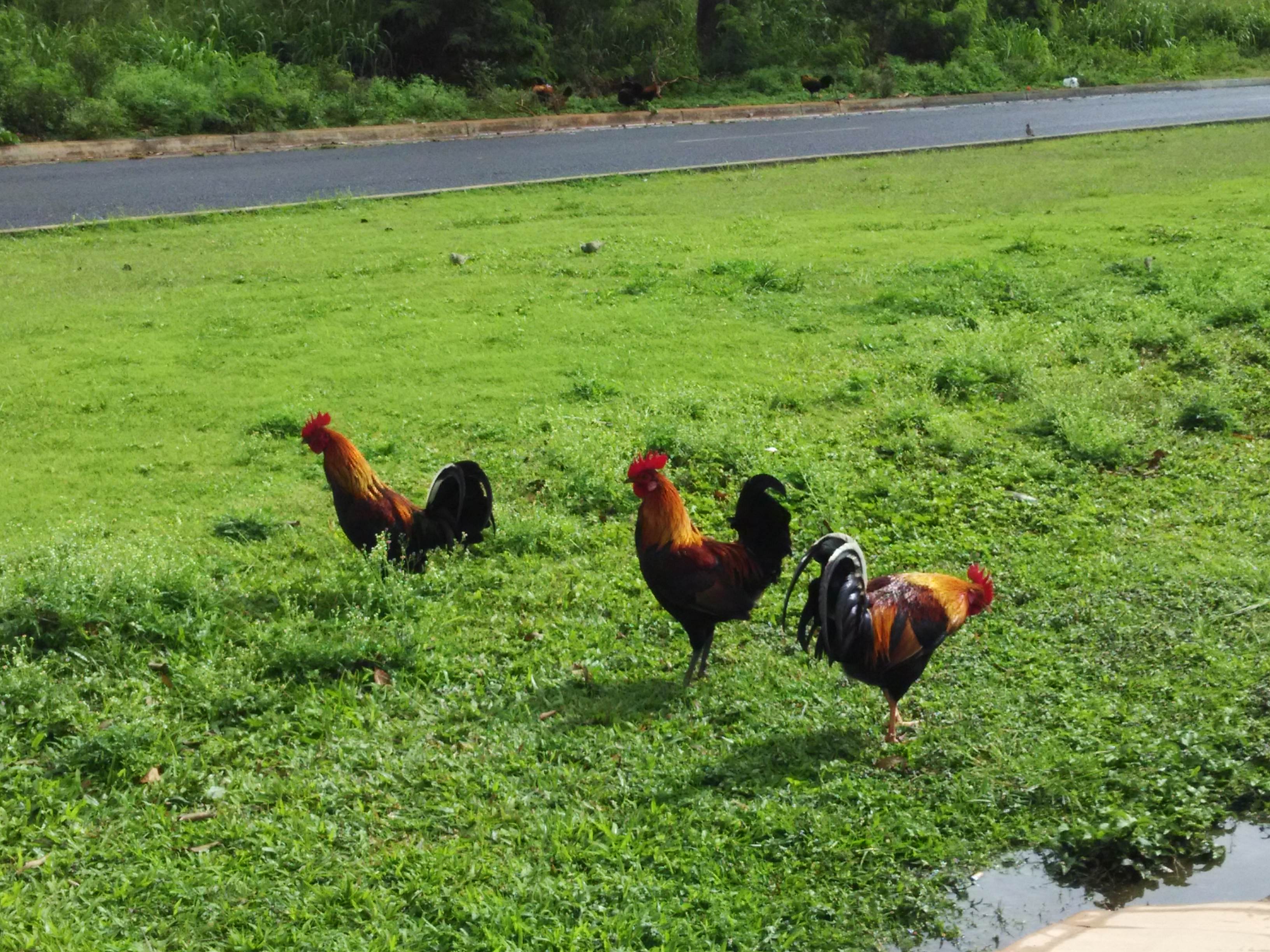 Chickens are everywhere on Kauai Island!