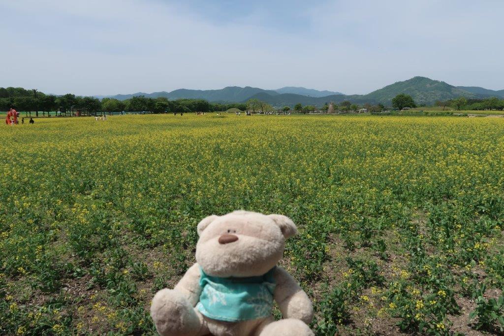 Gyeongju Flower Field next to Cheomseongdae