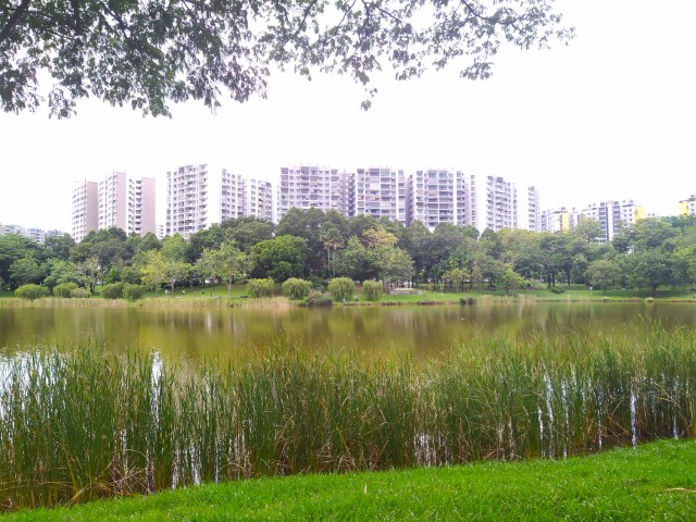 Pond in Punggol Park - where surrounding residences can get great views 