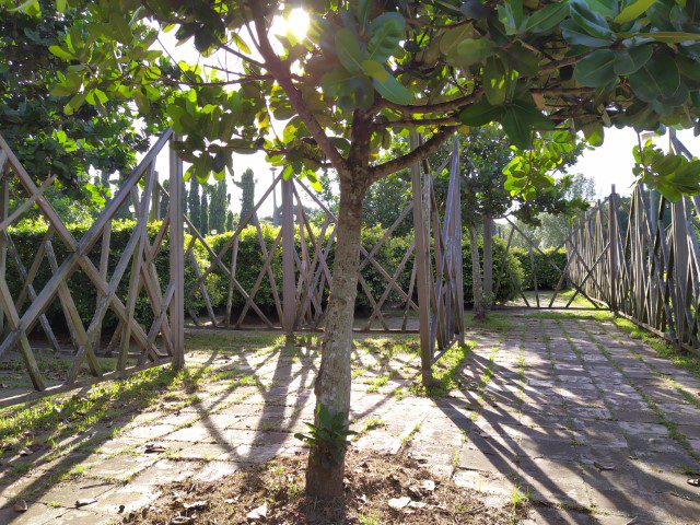 Maze at Pasir Ris Park