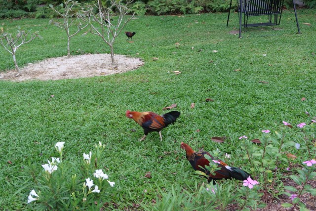 Rooster and hens at Singapore Botanic Gardens