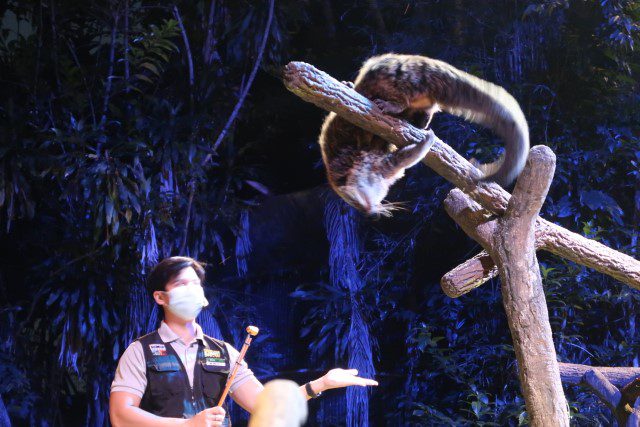 Nocturnal creature that is able to hang using its tail (Creatures of the Night @ Night Safari Singapore)