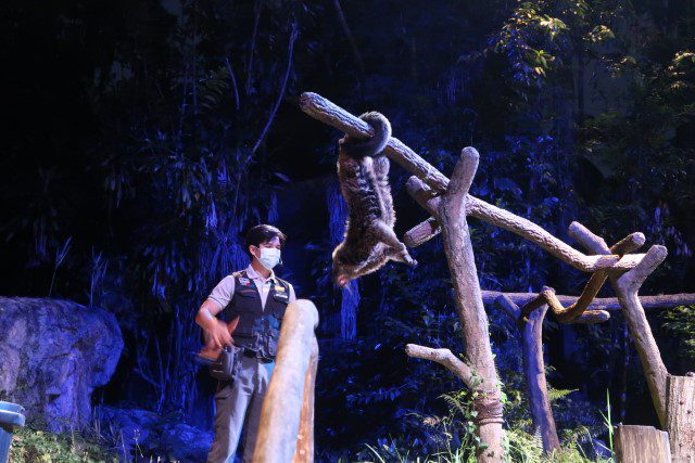 Up close and personal at Creatures of the Night Show Night Safari Singapore