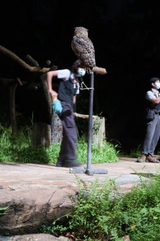 Owl at Creatures of the Night @ Night Safari Singapore
