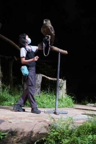 Owl with its trainer at Night Safari