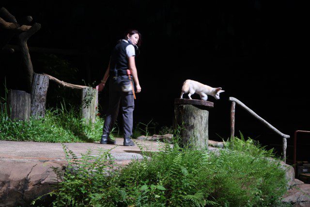 Another cute animal that resembles a chi hua hua at Night Safari Singapore