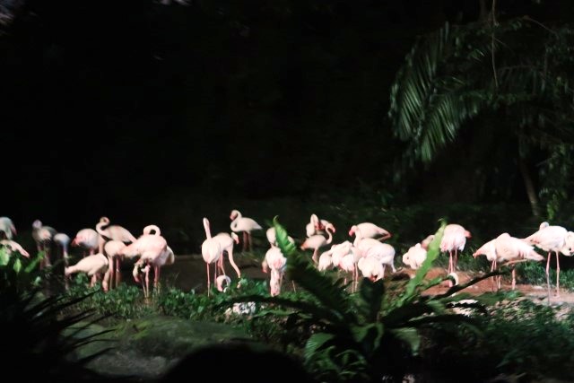 Pink Flamingoes at Night Safari