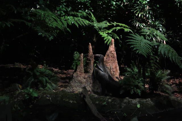 An Anteater "vacuuming" an ant hill