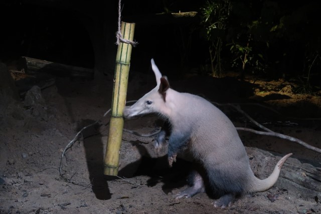Aardvark: Rabbit Ears, Pig's Nose and Kangaroo's Tail