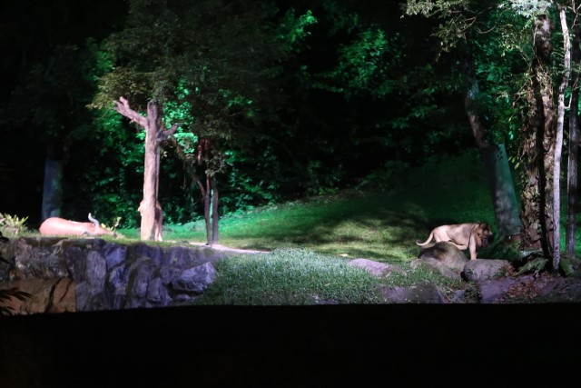 White Lions (Asiatic Lion) at Night Safari Singapore