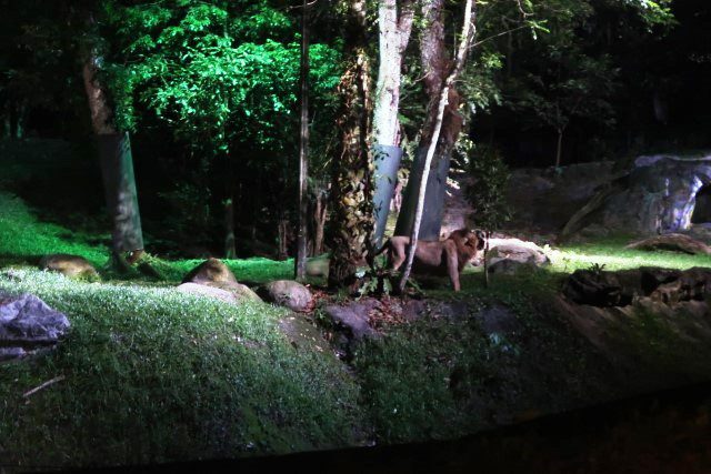 White Lions on the look out at Night Safari Singapore